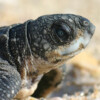A leatherback hatchling.