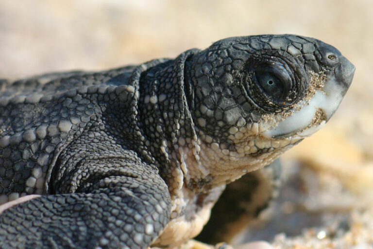 A leatherback hatchling.