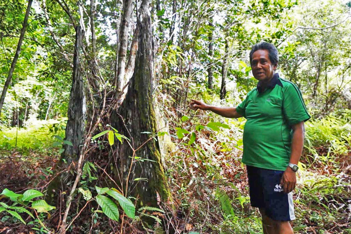 Ledan with a tree.
