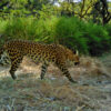 Camera-trap image of a leopard.
