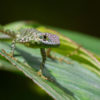 A green lizard.