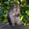 A long-tailed macaque.