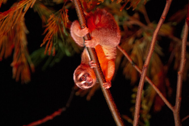 Loris