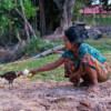 It’s early morning and Lun Yi feeds her chicken.