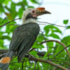 A Luzon tarictic hornbill.