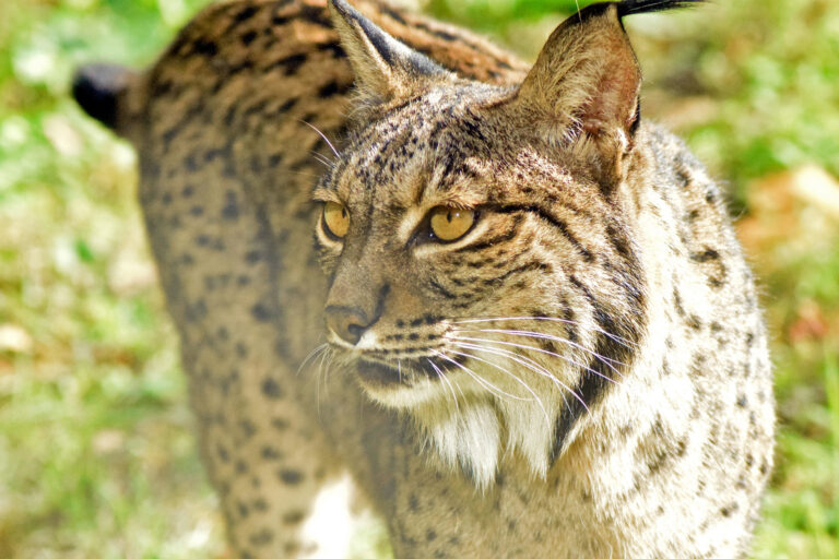 An Iberian lynx.