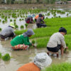 In July 2021, the commercial propagation permit for Malusog Rice was granted, paving the way for its pilot-scale deployment in several provinces a year later.
