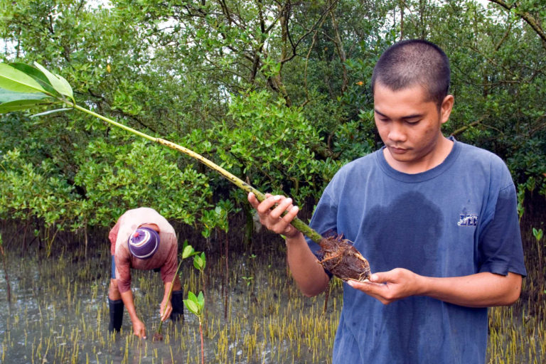 Community members restore coastal mangrove forests.