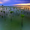 Planted mangrove seedlings. Image by Irwandi wancaleu via Wikimedia Commons (CC 4.0)