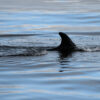 A minke whale near Svalbard.