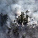 Burning peat forest and oil palm in Riau, Sumatra. Photo by Rhett A. Butler