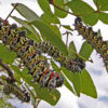 Mopane worms on mopane leaves.