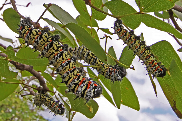 Mopane worms on mopane leaves.