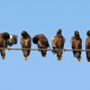 Mynas on an overhead wire.