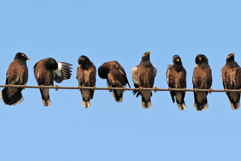 Mynas on an overhead wire.