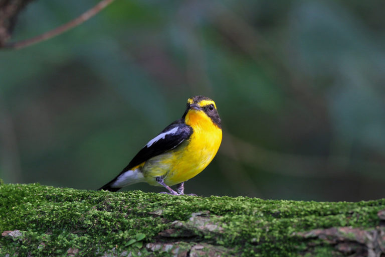 A narcissus flycatcher.