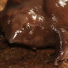 The purple frog (Nasikabatrachus sahyadrensis), an ancient species that lived during the dinosaurs, calls small crevices around rocky streams home. Landslides can alter their habitats drastically. Image by David V Raju via Wikimedia Commons (CC BY-SA 4.0).