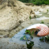 Nautilus pompilius shell