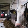 cow in the netherlands wagenigen university dairy campus research facility