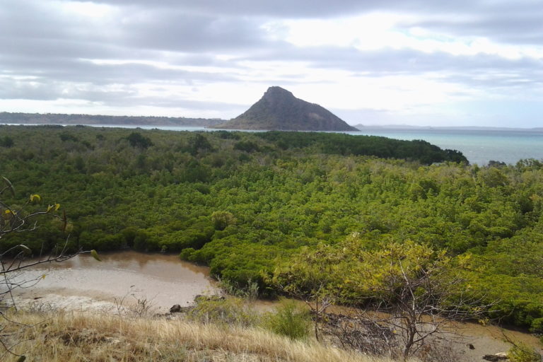 Mangrove forest on Nosy Lonjo, Antsiranana, Madagascar. Image by Kenguinaud via Wikimedia Commons (CC BY-SA 4.0).