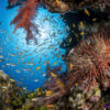 Coral Reef at Marsa Gozlani site, Sharm el Shekh, Egypt