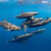False killer whales in the Mediterranean. Image by Vincent Kneefel / Ocean Image Bank.