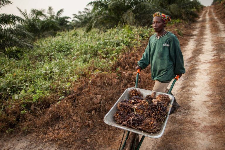 A local community member who works at an oil palm plantation in Liberia pushing a cart of the harvest.
