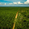 An oil palm plantation adjacent to a forest in East Kalimantan.