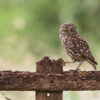 A little owl (Athene noctua).