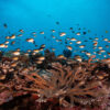 A coral reef in southern Pacific.