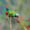 A red-breasted parakeet.
