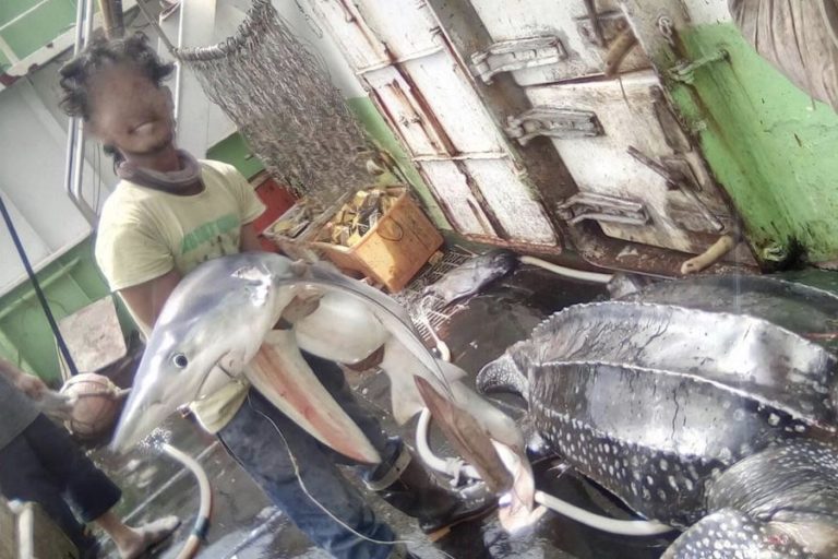 A deckhand on the Long Xing 626 in DOF’s Atlantic fleet displays what experts who reviewed the image identified as a blue shark (Prionace glauca) in this photo posted to Facebook. The animal on the ground is a leatherback sea turtle (Dermochelys coriacea).