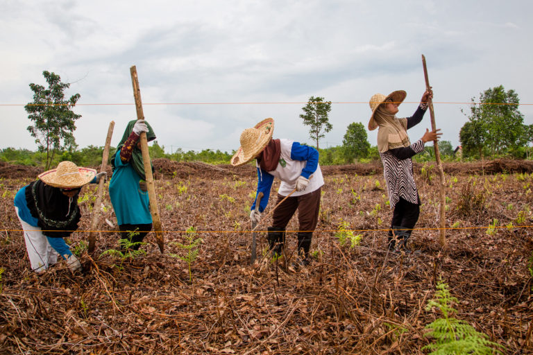 Peatland restoration.