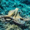 Octopuses are widely recognized as having high intelligence and complex inner lives. Photo by Pia B. published to the Creative Commons via Pexels.