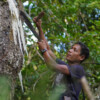 Ubre Tiblak taps a tree for resin.