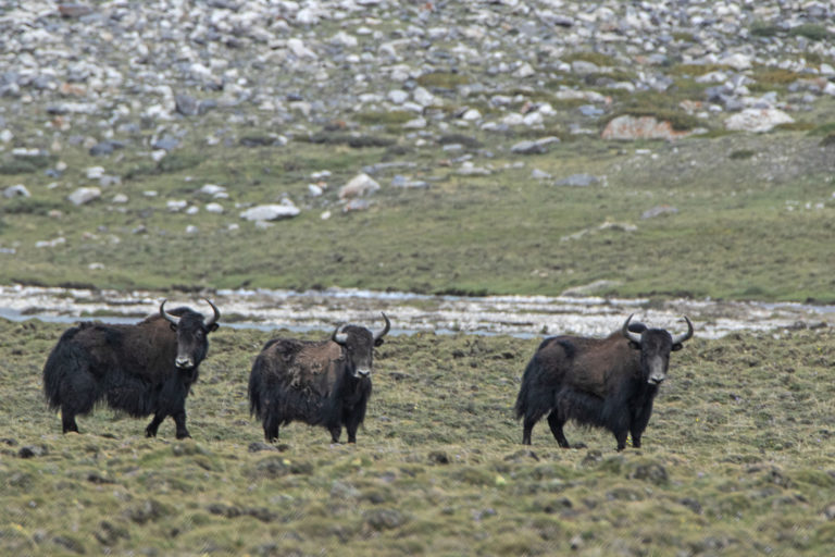 wild yaks in Nepal