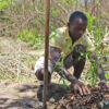 Locals planting bamboo.