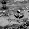Fish killed by a mine tailings dam breach. Photo courtesy of Andrew Lees Trust.