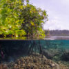 Mangroves in Raja Ampat.