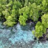 Mangroves in Raja Ampat. Photo credit: Rhett A Butler