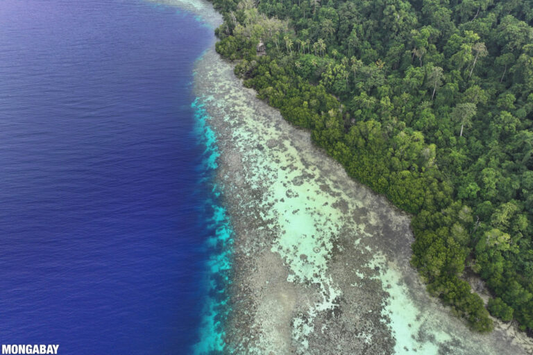 Coral reef, ocean, mangroves, and forest.