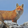 A red fox.