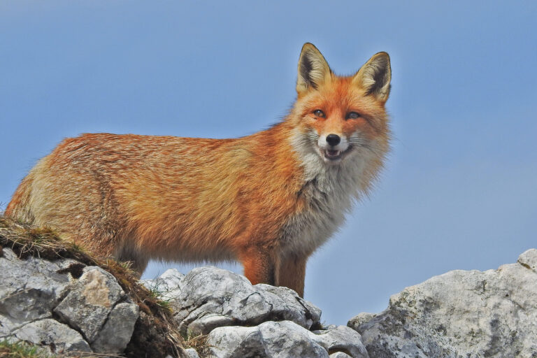 A red fox.