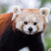 The heavily charismatic and endangered red panda (Ailurus fulgens) is one of the many species found in the forests of Namdapha National Park. Image in the public domain.