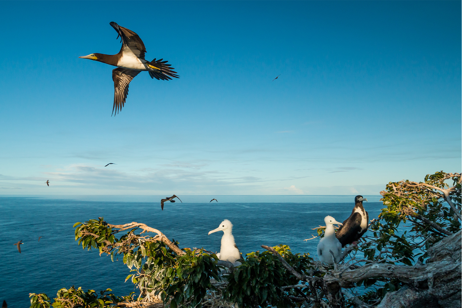 Seabirds nesting on Redonda Island.