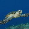 Hawksbill turtle