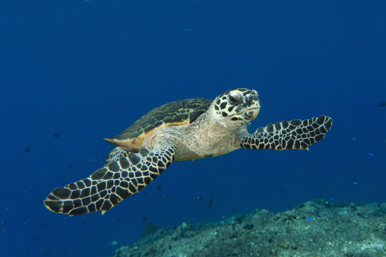 Hawksbill turtle