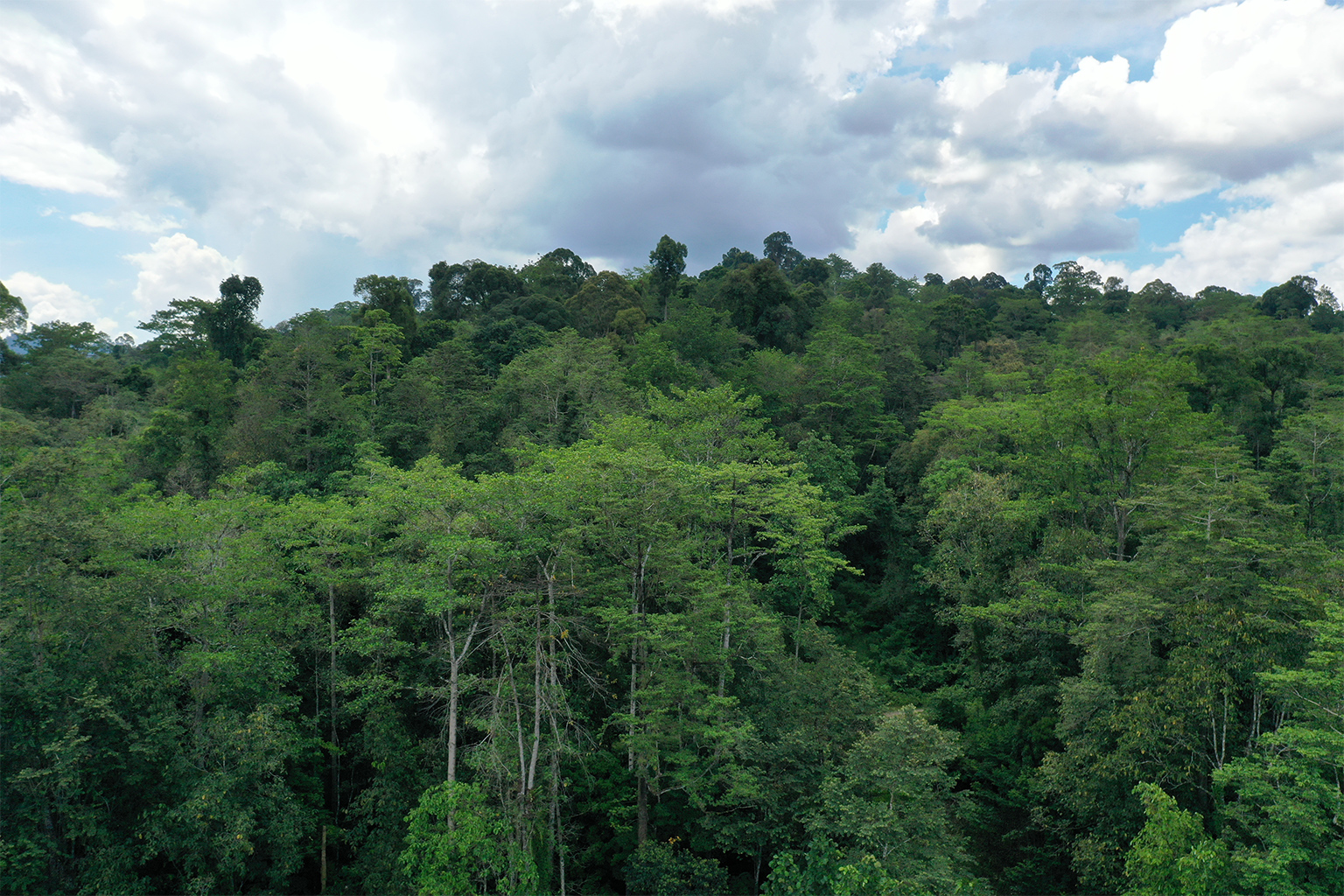 Forest canopy in the Sabah Biodiversity Experiment (SBE), years into the project.