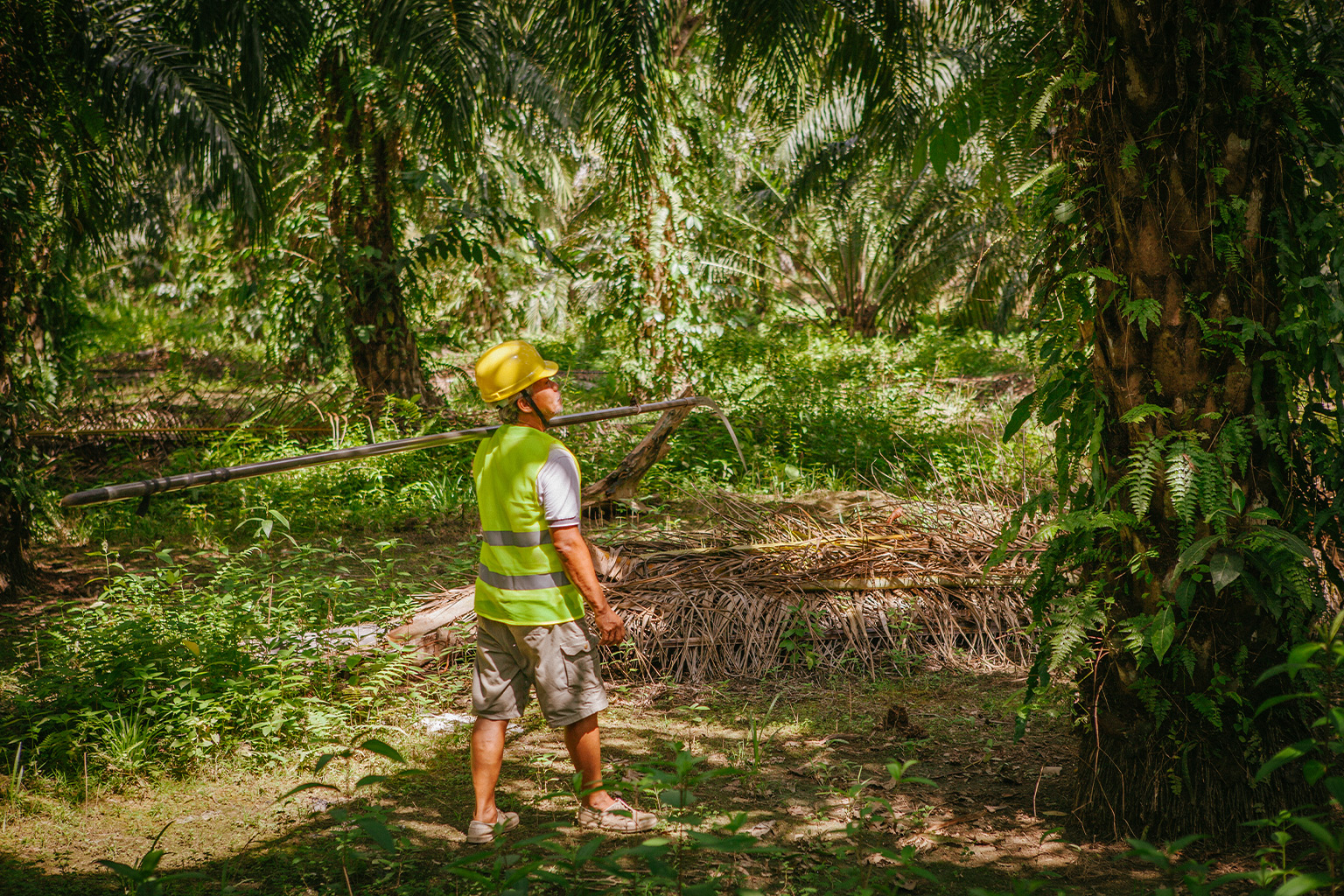 A smallholder in an oil palm plantation.