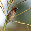 A scaly-breasted munia in Natore, Bangladesh.